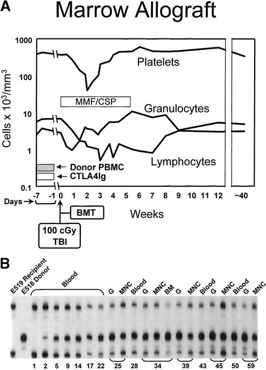 Fig. 2. (A) Peripheral blood granulocyte, platelet, and lymphocyte changes in a dog conditioned with 100 cGy TBI before and MMF/CSP after transplantation of DLA-identical littermate marrow (BMT). In addition, the dog was pretreated with donor PBMC and IV CTLA4Ig. (B) Results of testing for microsatellite markers of donor and recipient cells before transplant (lanes 1 and 2) and recipient cells up to 59 weeks after transplantation (lanes 3 through 21). “Blood” indicates all nucleated peripheral blood cells; MNC, mononuclear cells; G, granulocytes.