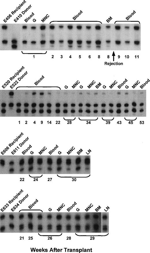 Fig. 4. Microsatellite marker studies of donor and recipient cells before transplantation and recipient cells after marrow transplantation in 4 dogs given pretransplant PBMC plus CTLA4Ig, 100 cGy TBI, marrow grafts from DLA-identical littermates on day 0, and postgrafting MMF/CSP for 4 and 5 weeks, respectively. BM, bone marrow cells.