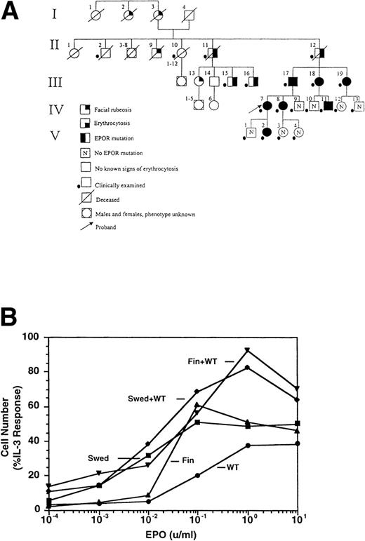 Fig. 1. Dominant erythrocytosis and EPO hypersensitivity. (A) Pedigree of the Swedish family. (B) EPO-dependent proliferation in 32D cell lines. Cells expressing WT (•), mFin (▴), mSwed (▪), mFin+WT (▾), or mSwed+WT (⧫) were assayed for growth in EPO-containing medium. (C and D) EPO-dependent Jak2 and Stat5 activation in 32D cell lines. Cells were stimulated with EPO and Jak2 and Stat5 activation determined by immunoprecipitation and antiphosphotyrosine immunoblot assays. Methods: The inheritance pattern of familial erythrocytosis among members of a 5-generation family from southern Sweden was determined by clinical observation. In some cases the presence of the mutant EPOR allele was assayed by direct genomic sequencing or an allele-specific hybridization test. 32D cell lines were established as described.12 Cells were grown in media containing serial dilutions of EPO (from 10−4 to 10 U/mL), or in media containing interleukin-3 (IL-3). Viable cells were counted after 3 days. The number of cells in EPO cultures is expressed as a percentage of the cells present in IL-3 cultures (% IL-3 response). For Jak2 and Stat5 activity assays, 32D cells were stimulated for 10 minutes at 37°C with 0.2, 1.0, 2.0, or 10.0 U/mL EPO, or were left unstimulated, as indicated. Proteins were immunoprecipitated from detergent cell extracts with an antibody specific for Jak2 or Stat5, separated by sodium dodecyl sulfate-polyacrylamide gel electrophoresis, and transferred to nitrocellulose. The filters were probed with antiphosphotyrosine antibody 4G10 and developed with chemiluminescent reagents.912 A computer-generated image of the region of the gel containing Jak2 (≈130 kD) or Stat5 (≈90 kD) is shown. Chemiluminescent signals were quantified on a lumi-imager and are expressed as a percentage of the level of Jak2 or Stat5 phosphorylation elicited by EPO stimulation of the WT receptor at 10 U/mL EPO (arbitrarily set to 100%). The levels of protein phosphorylation were normalized to the levels of immunoprecipitated Jak2 or Stat5 for each sample.