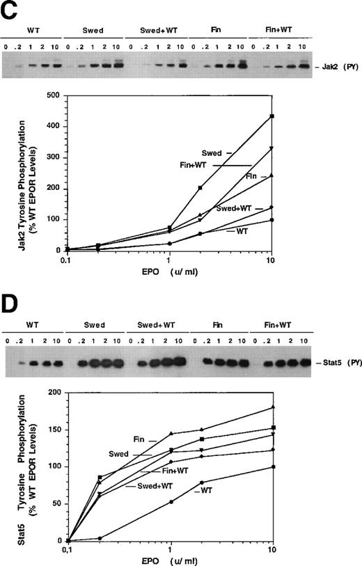 Fig. 1. Dominant erythrocytosis and EPO hypersensitivity. (A) Pedigree of the Swedish family. (B) EPO-dependent proliferation in 32D cell lines. Cells expressing WT (•), mFin (▴), mSwed (▪), mFin+WT (▾), or mSwed+WT (⧫) were assayed for growth in EPO-containing medium. (C and D) EPO-dependent Jak2 and Stat5 activation in 32D cell lines. Cells were stimulated with EPO and Jak2 and Stat5 activation determined by immunoprecipitation and antiphosphotyrosine immunoblot assays. Methods: The inheritance pattern of familial erythrocytosis among members of a 5-generation family from southern Sweden was determined by clinical observation. In some cases the presence of the mutant EPOR allele was assayed by direct genomic sequencing or an allele-specific hybridization test. 32D cell lines were established as described.12 Cells were grown in media containing serial dilutions of EPO (from 10−4 to 10 U/mL), or in media containing interleukin-3 (IL-3). Viable cells were counted after 3 days. The number of cells in EPO cultures is expressed as a percentage of the cells present in IL-3 cultures (% IL-3 response). For Jak2 and Stat5 activity assays, 32D cells were stimulated for 10 minutes at 37°C with 0.2, 1.0, 2.0, or 10.0 U/mL EPO, or were left unstimulated, as indicated. Proteins were immunoprecipitated from detergent cell extracts with an antibody specific for Jak2 or Stat5, separated by sodium dodecyl sulfate-polyacrylamide gel electrophoresis, and transferred to nitrocellulose. The filters were probed with antiphosphotyrosine antibody 4G10 and developed with chemiluminescent reagents.912 A computer-generated image of the region of the gel containing Jak2 (≈130 kD) or Stat5 (≈90 kD) is shown. Chemiluminescent signals were quantified on a lumi-imager and are expressed as a percentage of the level of Jak2 or Stat5 phosphorylation elicited by EPO stimulation of the WT receptor at 10 U/mL EPO (arbitrarily set to 100%). The levels of protein phosphorylation were normalized to the levels of immunoprecipitated Jak2 or Stat5 for each sample.