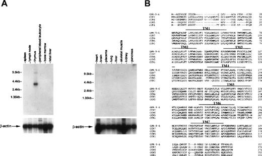 Fig. 1. Thymus-specific expression of GPR-9-6 and comparison of the primary structure of GPR-9-6 with other chemokine receptors. (A) Human immune system multiple-tissue Northern blot II and human multiple-tissue Northern blot were sequentially hybridized to GPR-9-6 cDNA and human β-actin probes at 68°C for 1 hour, washed with 0.1X standard saline citrate (SSC) at 50°C for 40 minutes, and exposed to x-ray films for 12 hours. (B) An alignment of GPR-9-6 with CCR7, CCR6, CCR5, and CCR1 with the use of GeneWork 2.5.1. Putative transmembranes are indicated by overlines.