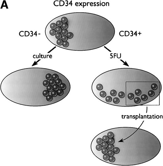 Fig. 1. Models of CD34 expression in bone marrow. (A) Diagram of conclusions from the current paper by Sato et al.13 The spheres represent arbitrary units of hematopoietic stem cell-repopulating activity, as measured by long-term bone marrow transplantation in mice. In normal murine bone marrow, the long-term repopulating activity is found entirely in the CD34−/lowcompartment. During culture, the CD34− stem cells expand and acquire CD34, and the CD34+ cells contain all detectable hematopoietic repopulating activity. After 5-FU treatment, this activity is distributed between CD34+ and CD34− subsets of bone marrow. When bone marrow is taken from mice previously engrafted with CD34+ bone marrow derived from 5-FU–treated mice, the repopulating activity, measured in secondary recipients, is restricted to the CD34−/low stem cell fraction. (B) Model of CD34 expression on murine hematopoietic stem cells. Resting stem cells from normal mice express little or no CD34, have a limited capacity for self-renewal, and can convert to a CD34+ phenotype upon activation. The CD34+ stem cells can self-renew as well as convert to a resting CD34− phenotype. Alternatively, they may begin to differentiate, at which point they presumably lose their potential for self-renewal.