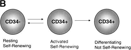 Fig. 1. Models of CD34 expression in bone marrow. (A) Diagram of conclusions from the current paper by Sato et al.13 The spheres represent arbitrary units of hematopoietic stem cell-repopulating activity, as measured by long-term bone marrow transplantation in mice. In normal murine bone marrow, the long-term repopulating activity is found entirely in the CD34−/lowcompartment. During culture, the CD34− stem cells expand and acquire CD34, and the CD34+ cells contain all detectable hematopoietic repopulating activity. After 5-FU treatment, this activity is distributed between CD34+ and CD34− subsets of bone marrow. When bone marrow is taken from mice previously engrafted with CD34+ bone marrow derived from 5-FU–treated mice, the repopulating activity, measured in secondary recipients, is restricted to the CD34−/low stem cell fraction. (B) Model of CD34 expression on murine hematopoietic stem cells. Resting stem cells from normal mice express little or no CD34, have a limited capacity for self-renewal, and can convert to a CD34+ phenotype upon activation. The CD34+ stem cells can self-renew as well as convert to a resting CD34− phenotype. Alternatively, they may begin to differentiate, at which point they presumably lose their potential for self-renewal.