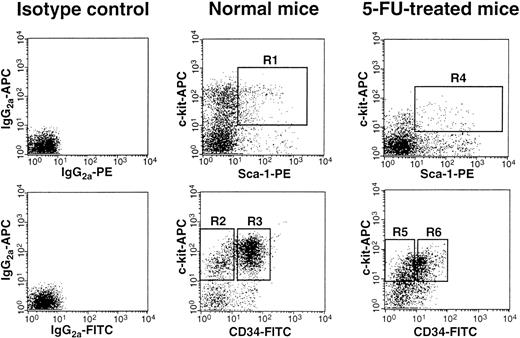 Fig. 1. FACS sorting regions used for preparation of c-kit+ Sca-1+ CD34− and c-kit+ Sca-1+ CD34+ cell populations. Lin+ cells had been removed from mononuclear marrow cells by using immunomagnetic beads before staining for FACS sorting. The Lin− cells were enriched for c-kit+ Sca-1+ cells using the R1 and R4 windows and again sorted on the basis of CD34 expression using R2, R3, R5, and R6 windows.