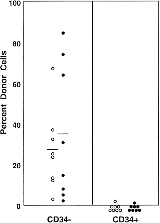 Fig. 3. Percentage of donor nucleated cells in the blood of individual mice transplanted with 100 Lin−c-kit+ Sca-1+ CD34− or 500 Lin− c-kit+ Sca-1+CD34+ marrow cells of normal mice. (○) 2 months posttransplantation; (•) 5 months posttransplantation.