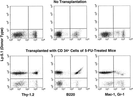 Fig. 5. An example of multilineage hematopoietic engraftment at 8 months posttransplantation by Lin− c-kit+Sca-1+ CD34+ marrow cells of 5-FU–treated mice.