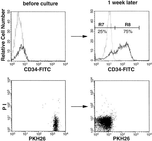 Fig. 6. Flow cytometric analysis of CD34 expression before and after culture. Sorted Lin− c-kit+Sca-1+ CD34− cells were stained with PKH26 and analyzed before culture (left). After 1 week of incubation with SF and IL-11, cells were analyzed for CD34 expression and PKH26 fluorescence (right). Dotted and solid lines represent cells stained with IgG2a-FITC and CD34-FITC, respectively.