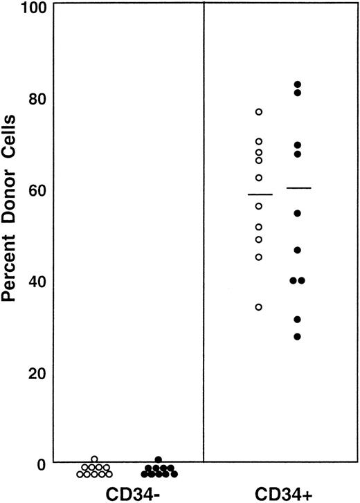 Fig. 7. Percentage of donor nucleated cells in the blood of individual mice transplanted with 5 × 104CD34− cultured cells or 1.5 × 105CD34+ cultured cells. (○) 2 months posttransplantation; (•) 5 months posttransplantation.