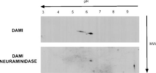 Fig. 3. Mpl isoforms in Dami cell lysates. A total of 20 μg of Dami cell lysate protein was subjected to 2-dimensional gel electrophoresis and immunblotting with the Mpl C-terminal peptide antiserum as described in Fig 2.