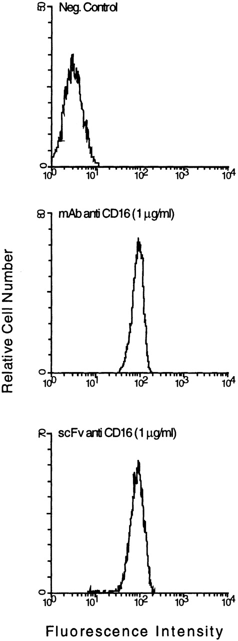 Fig. 1. FACS analysis of anti-CD16 scFv binding to CD16+ granulocytes. The granulocytes were incubated with 1 μg of parental MoAb A9 or 1 μg purified anti-CD16 scFv. The scFv binding was detected with the anti–c-myc MoAb 9E10 and fluorescein-conjugated goat antimouse IgG. A CD16− cell line (SW 480) was used as a negative control.
