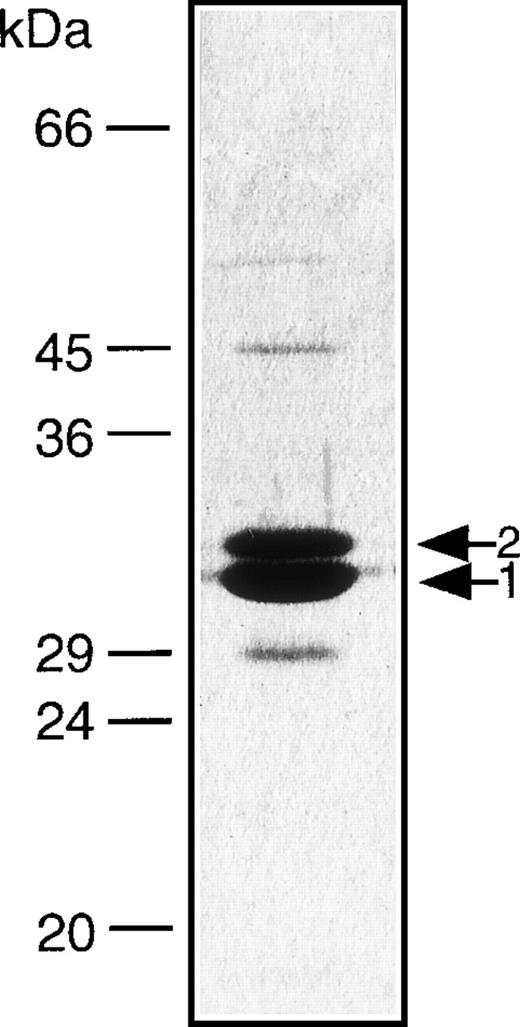 Fig. 2. Gel electrophoresis of the CD16/CD30 diabody. The diabody was expressed in E. coli, purified by IMAC and analyzed on 12% SDS-polyacrylamide gels. The protein bands were stained with Coomassie Blue. Band 1: VH16-VL30; Band 2: VH30-VL16.