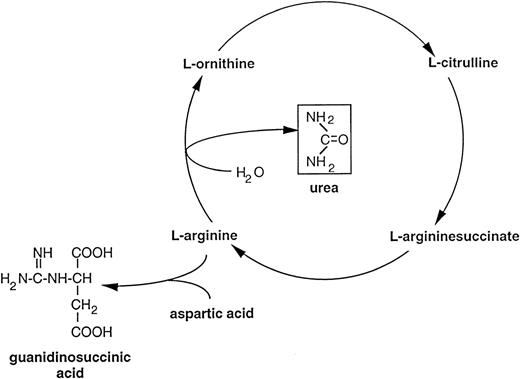 Fig. 1. An alternative pathway of L-arginine metabolism leading to the formation of guanidinosuccinic acid. The accumulation of urea in uremic plasma exerts an inhibitory effect on the enzymes of the urea cycle. This activates alternative metabolic pathways such as the transamidination of arginine leading to guanidinosuccinic acid formation.27 It has been proposed that guanidinosuccinic acid can also be formed by enzymatic cleavage of argininesuccinate, another product of the urea cycle.