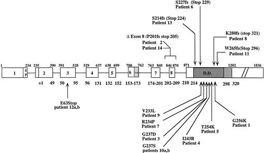 Fig. 1. Fas gene structure and mutations found in patients with lymphoproliferative syndrome and autoimmunity. Ins, insertion; ▵, deletion; Fs, frameshift; bp, basepair; SP, signal peptide; TM, transmembrane domain; DD, death domain. Upper and lower numbers delineate exon locations at nucleotide and amino acid residues, respectively, according to Itoh et al.44