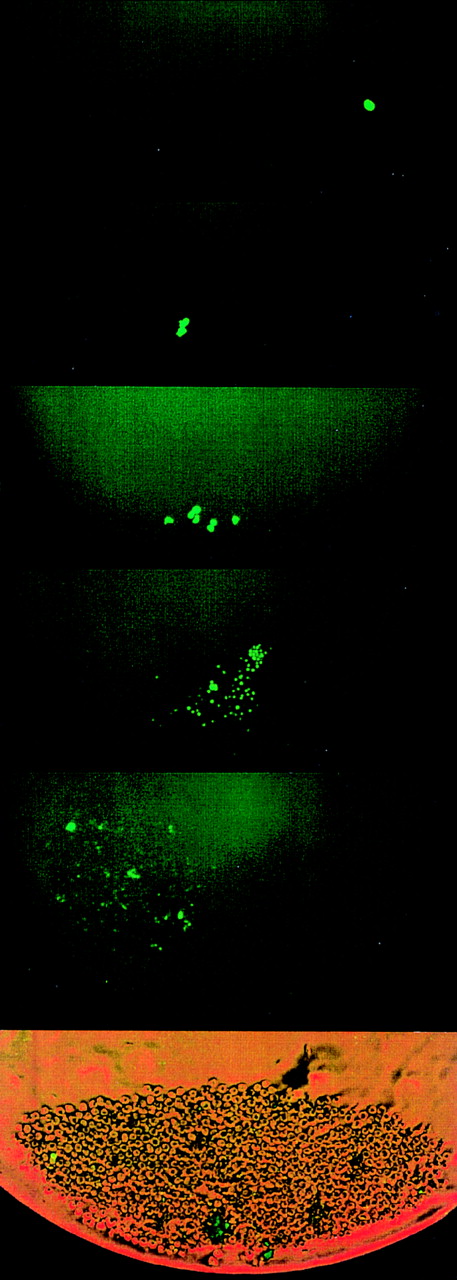 Fig. 3. Other CD34+/CD38−cells initially gave rise to 2 daughter cells that appeared equivalent, but then divided asymmetrically after the second or third division. This figure depicts a typical example, ie, 1 parent cell gave rise to 2 daughter cells (at 38 hours), which in turn gave rise to 4 cells, with 1 of them then remaining quiescent and the other 3 multiplying symmetrically in subsequent divisions, yielding 7 cells at 60 hours, ie, on day 3. Thereafter, 1 cell maintained bright PKH26 fluorescence, whereas the other 6 multiplied to yield hundreds of cells after 9 days, which all showed very dim to nondetectable fluorescence.