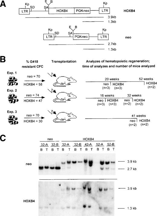 Fig. 1. Structure of the HOXB4 and control neoretroviruses and the experimental outline. (A) Diagrammatic representation of the integrated HOXB4 and neoproviruses. Expected size of the full-length viral transcripts and also those initiated from the PGK promoter are shown, as are the sites for the various restriction enzymes used in this study. (B) Experimental outline showing the number of HOXB4 and neo mice from 3 transplantation experiments that were used in this study and the time posttransplantation when they were analyzed. Also shown is the initial gene transfer to the transplanted bone marrow inoculum received byneo and HOXB4 mice in these transplantations. (C) Southern blot analysis of DNA isolated from bone marrow and thymus of some of the neo (killed 32 weeks posttransplantation) andHOXB4 mice (killed 32, 41, and 52 weeks posttransplantation) used in this study to demonstrate the presence of the integrated provirus. DNA was cut with Kpn I, which releases theneo (2.7 kb) and the HOXB4 (3.9 kb) proviruses, and the blot was successively hybridized to probes specific for the neoand HOXB4 genes (full-length HOXB4 cDNA was used as a probe). The endogenous murine HOXB4 is detected at 1.3 kb by the HOXB4 probe and provides a single gene copy control of loading. In some of the HOXB4 mice, in addition to the full-length HOXB4 provirus, a weaker 2.7-kb proviral signal is detected with the neo probe but not with the HOXB4probe. Because this fragment failed to hybridize to the HOXB4probe, it likely represents a rearrangement resulting in the loss of the HOXB4 gene from some of the integrated proviruses. Kp,Kpn I; E, EcoRI; B, BamHI; SD, splice donor; SA, splice acceptor; CFC, colony-forming cells; B, bone marrow; T, thymus.