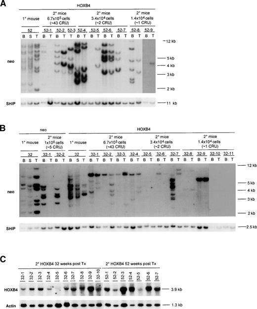 Fig. 4. Southern blot analysis of proviral integration patterns in primary and secondary recipients of neo- andHOXB4-transduced bone marrow cells. DNA samples isolated from various hematopoietic organs of primary recipients killed 52 (A) or 32 (B) weeks posttransplantation and their secondary recipients (killed 16 weeks posttransplantation) were first digested with EcoRI and then BamHI, both of which cut the integrated provirus once, generating a DNA fragment specific for each proviral integration site. The number of transduced clones detected with either enzyme were the same; thus, the results for only 1 of the enzymes is shown. The membranes were first hybridized to aneo-specific probe for detection of proviral fragments and subsequently with a probe specific for the SHIP gene to provide a single copy control of loading. Exposure times were 48 hours for theneo and SHIP probes. To demonstrate that the proviral fragments contained the HOXB4 cDNA, the blots were also hybridized with full-length HOXB4 cDNA probe, which generated the same proviral banding pattern as the neo probe (data not shown). Each mouse is identified with a specific number derived from the time that the primary recipient was killed, and indicated above that number are the number of bone marrow cells received by each secondary recipient as well as the estimated number of CRU cells that they received. Expression of the 3.9-kb HOXB4-containing message in the bone marrow of secondary recipients is shown in (C). The percentages of the donor-derived repopulation (ie, Ly5.1+) in the secondary neo mice were as follows: 32-1 (44%) and 32-2 (18%). In secondary HOXB4 mice, the percentages were as follows: 32-1 (60%), 32-2 (76%), 32-3 (83%), 32-4 (52%), 32-5 (4%), 32-6 (23%), 32-7 (18%), 32-8 (8%), 32-9 (51%), 32-10 (5%), 32-11 (0%), 52-1 (20%), 52-2 (69%), 52-3 (73%), 52-4 (47%), 52-5 (5%), 52-6 (36%), 52-7 (47%), 52-8 (30%), and 52-9 (20%). B, bone marrow; S, spleen; T, thymus.