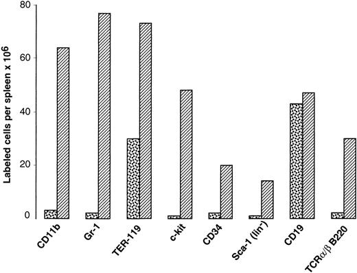 Fig. 3. Phenotypic analysis of spleen cells from 6-month-old C57BL/6-lpr/lpr mice (▨), relative to age-matched controls (▧). Freshly isolated cells were stained with appropriate antibodies and analyzed in a FACScan cytofluorometer, using LYSYS II software. One representative experiment is shown, with 3 mice per group.