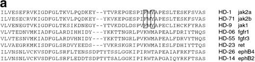 Fig. 1. JAK genes from the zebrafish. (a) Alignment of deduced amino acid sequences for the PTKs identified by PCR from zebrafish cDNA. The alignment was generated using CLUSTAL.50 The clone name is listed as HD on the right of the sequences, followed by the name of the gene that gave the highest BLAST score in database similarity searches.49 The JAK-specific sequence elements in Hanks motif VIII are boxed. (b) Comparison of the zebrafish jak2a and human JAK2 protein. The amino acid sequence (single-letter code) of the jak2a protein from zebrafish and the JAK2 protein from human88 is numbered from the putative initiation methionine. The JAK homology (JH) domains are indicated by brackets and are labeled JH1 through JH7 according to Harpur et al.3 Conserved motifs in the catalytic JH1 domain are labeled in roman numerals. Conserved motifs in the kinase related domain (JH2) are labeled in roman numerals with the subscript a. A series of conserved residues mutated in murine Jak2 without phenotypic effect in IFN signaling8 are indicated by an asterisk above the amino acid, and are labeled according to Kohlhuber et al8 by capital letters. The site of the E665K mutation within JH2 that hyperactivates the catalytic activity31 of murine Jak2 and D melanogaster HOP is marked with a solid arrowhead. The autophosphorylation site in the JH1 domain of murine Jak2, which is required for catalytic activity,89 is marked by an open arrowhead. The structure of the variant jak2aβcDNA is marked by an arrow at the site of predicted translational termination due to alternate splicing.62 (c) Phylogeny of the JAK gene family. The amino acid sequences of zebrafish (Danio rerio, Dr) jak2a and jak2b were aligned across the known region of jak2b, consisting of most of JH2 and all of JH1, with JAK2 proteins from human (Homo sapiens, Hs),88 pig (Sus scrofa,Ss),90 mouse (Mus musculus,Mm),3 and rat (Rattus norvegicus,Rn)91; all other members of the JAK family from human (Hs),104142 the zebrafish (Dr) jak1 sequence (this study), and the sequence of the D melanogaster (Dm) JAK homolog,42hopscotch, using the CLUSTAL alignment algorithm.50This alignment was used to construct a dendrogram with the maximum parsimony options of the DNAstar MegALIGN application to infer the likely genealogy of the JAK family. The names of the sequences are displayed to the right of the dendrogram; zebrafish sequences are in bold.
