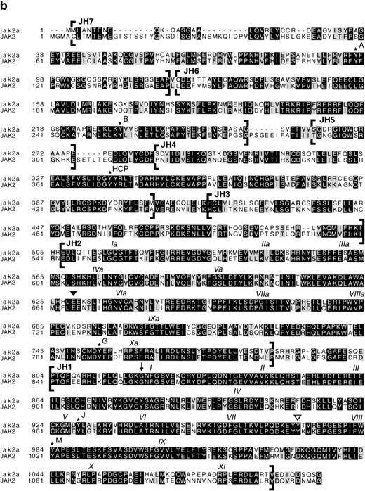 Fig. 1. JAK genes from the zebrafish. (a) Alignment of deduced amino acid sequences for the PTKs identified by PCR from zebrafish cDNA. The alignment was generated using CLUSTAL.50 The clone name is listed as HD on the right of the sequences, followed by the name of the gene that gave the highest BLAST score in database similarity searches.49 The JAK-specific sequence elements in Hanks motif VIII are boxed. (b) Comparison of the zebrafish jak2a and human JAK2 protein. The amino acid sequence (single-letter code) of the jak2a protein from zebrafish and the JAK2 protein from human88 is numbered from the putative initiation methionine. The JAK homology (JH) domains are indicated by brackets and are labeled JH1 through JH7 according to Harpur et al.3 Conserved motifs in the catalytic JH1 domain are labeled in roman numerals. Conserved motifs in the kinase related domain (JH2) are labeled in roman numerals with the subscript a. A series of conserved residues mutated in murine Jak2 without phenotypic effect in IFN signaling8 are indicated by an asterisk above the amino acid, and are labeled according to Kohlhuber et al8 by capital letters. The site of the E665K mutation within JH2 that hyperactivates the catalytic activity31 of murine Jak2 and D melanogaster HOP is marked with a solid arrowhead. The autophosphorylation site in the JH1 domain of murine Jak2, which is required for catalytic activity,89 is marked by an open arrowhead. The structure of the variant jak2aβcDNA is marked by an arrow at the site of predicted translational termination due to alternate splicing.62 (c) Phylogeny of the JAK gene family. The amino acid sequences of zebrafish (Danio rerio, Dr) jak2a and jak2b were aligned across the known region of jak2b, consisting of most of JH2 and all of JH1, with JAK2 proteins from human (Homo sapiens, Hs),88 pig (Sus scrofa,Ss),90 mouse (Mus musculus,Mm),3 and rat (Rattus norvegicus,Rn)91; all other members of the JAK family from human (Hs),104142 the zebrafish (Dr) jak1 sequence (this study), and the sequence of the D melanogaster (Dm) JAK homolog,42hopscotch, using the CLUSTAL alignment algorithm.50This alignment was used to construct a dendrogram with the maximum parsimony options of the DNAstar MegALIGN application to infer the likely genealogy of the JAK family. The names of the sequences are displayed to the right of the dendrogram; zebrafish sequences are in bold.
