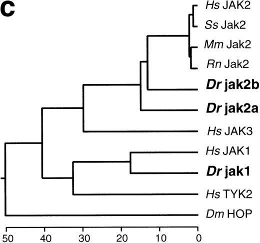 Fig. 1. JAK genes from the zebrafish. (a) Alignment of deduced amino acid sequences for the PTKs identified by PCR from zebrafish cDNA. The alignment was generated using CLUSTAL.50 The clone name is listed as HD on the right of the sequences, followed by the name of the gene that gave the highest BLAST score in database similarity searches.49 The JAK-specific sequence elements in Hanks motif VIII are boxed. (b) Comparison of the zebrafish jak2a and human JAK2 protein. The amino acid sequence (single-letter code) of the jak2a protein from zebrafish and the JAK2 protein from human88 is numbered from the putative initiation methionine. The JAK homology (JH) domains are indicated by brackets and are labeled JH1 through JH7 according to Harpur et al.3 Conserved motifs in the catalytic JH1 domain are labeled in roman numerals. Conserved motifs in the kinase related domain (JH2) are labeled in roman numerals with the subscript a. A series of conserved residues mutated in murine Jak2 without phenotypic effect in IFN signaling8 are indicated by an asterisk above the amino acid, and are labeled according to Kohlhuber et al8 by capital letters. The site of the E665K mutation within JH2 that hyperactivates the catalytic activity31 of murine Jak2 and D melanogaster HOP is marked with a solid arrowhead. The autophosphorylation site in the JH1 domain of murine Jak2, which is required for catalytic activity,89 is marked by an open arrowhead. The structure of the variant jak2aβcDNA is marked by an arrow at the site of predicted translational termination due to alternate splicing.62 (c) Phylogeny of the JAK gene family. The amino acid sequences of zebrafish (Danio rerio, Dr) jak2a and jak2b were aligned across the known region of jak2b, consisting of most of JH2 and all of JH1, with JAK2 proteins from human (Homo sapiens, Hs),88 pig (Sus scrofa,Ss),90 mouse (Mus musculus,Mm),3 and rat (Rattus norvegicus,Rn)91; all other members of the JAK family from human (Hs),104142 the zebrafish (Dr) jak1 sequence (this study), and the sequence of the D melanogaster (Dm) JAK homolog,42hopscotch, using the CLUSTAL alignment algorithm.50This alignment was used to construct a dendrogram with the maximum parsimony options of the DNAstar MegALIGN application to infer the likely genealogy of the JAK family. The names of the sequences are displayed to the right of the dendrogram; zebrafish sequences are in bold.