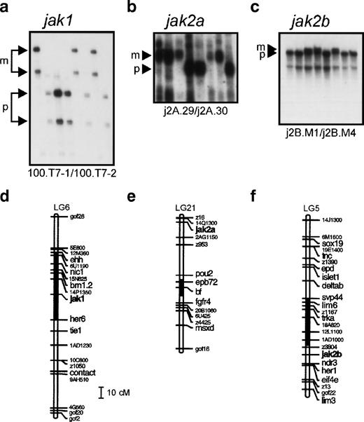 Fig. 2. Genetic mapping of the jak1,jak2a, and jak2b genes of zebrafish. (a) Segregation of the 100.T7-1/100.T7-2 SSLP jak1 polymorphism in the C32xSJD cross. The C32xSJD mapping cross was typed for a polymorphic marker derived from genomic DNA associated with the jak1 gene. PCR products amplified from genomic DNA of the haploid embryos of the C32xSJD mapping panel using the 100.T7-1/100.T7-2 primer pair were analyzed for length differences by denaturing polyacrylamide gel electrophoresis and 8 representative lanes are shown. The size variants of the products were assigned to the maternal (M) or paternal (P) genome at random, and segregation in the panel was scored. (b) Segregation of the j2A.29/j2A.30 SSLP jak2a polymorphism in the C32xSJD cross. PCR products amplified from genomic DNA of the haploid embryos of the C32xSJD mapping panel using the j2A.29/j2A.30 primer pair derived from the jak2a cDNA 3′ UTR were analyzed for length differences as described above and 8 representative lanes are shown. The size variants of the products were assigned to the maternal (M) or paternal (P) genome at random, and segregation in the panel was scored. (c) Segregation of the j2B.M1/j2B.M4 SSCP jak2bpolymorphism in the C32xSJD cross. PCR products from genomic DNA of the haploid embryos of the C32xSJD mapping panel using the j2B.M1/j2B.M4 primer pair derived from the jak2b cDNA 3′ UTR were analyzed for sequence differences by nondenaturing polyacrylamide gel electrophoresis and 8 representative lanes are shown. The size variants of the products were assigned to the maternal (M) or paternal (P) genome at random, and segregation in the panel was scored. (d) Genetic map position of the jak1 gene. Analysis of the segregation of the jak1-associated marker in 72 meiotic events of the C32xSJD mapping panel using the MapMaker and mapmanager programs5960 and further manual refinement places the zebrafish jak1 locus on LG6. (e) Genetic map position of thejak2a gene. Analysis of the segregation of ajak2a-associated marker in 81 meiotic events of the C32xSJD mapping panel as described above places the zebrafish jak2alocus on LG21. (f) Genetic map position of the jak2b gene. Analysis of the segregation of a jak2b-associated marker in 48 meiotic events as described above places the zebrafish jak2blocus on LG5. (g and h) Synteny of the JAK family loci between the zebrafish, mouse, and human. A schematic diagram of the syntenic relationship between segments of the chromosomes of zebrafish (LG5, 6, and 21), human (Hsa 1, 9, and 6), and mouse (Mmu 2, 4, and 17) that contain members of the JAK gene family. The syntenic segments containing JAK2 homologs are indicated in (a) and those containing JAK1 homologs in (b). Note that genes have been illustrated in the same relative positions on syntenic chromosomes; however, in situ, local gene order may vary between chromosomes. The diagram is not to scale.