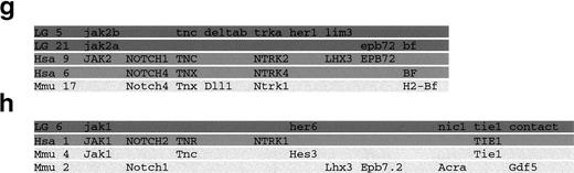 Fig. 2. Genetic mapping of the jak1,jak2a, and jak2b genes of zebrafish. (a) Segregation of the 100.T7-1/100.T7-2 SSLP jak1 polymorphism in the C32xSJD cross. The C32xSJD mapping cross was typed for a polymorphic marker derived from genomic DNA associated with the jak1 gene. PCR products amplified from genomic DNA of the haploid embryos of the C32xSJD mapping panel using the 100.T7-1/100.T7-2 primer pair were analyzed for length differences by denaturing polyacrylamide gel electrophoresis and 8 representative lanes are shown. The size variants of the products were assigned to the maternal (M) or paternal (P) genome at random, and segregation in the panel was scored. (b) Segregation of the j2A.29/j2A.30 SSLP jak2a polymorphism in the C32xSJD cross. PCR products amplified from genomic DNA of the haploid embryos of the C32xSJD mapping panel using the j2A.29/j2A.30 primer pair derived from the jak2a cDNA 3′ UTR were analyzed for length differences as described above and 8 representative lanes are shown. The size variants of the products were assigned to the maternal (M) or paternal (P) genome at random, and segregation in the panel was scored. (c) Segregation of the j2B.M1/j2B.M4 SSCP jak2bpolymorphism in the C32xSJD cross. PCR products from genomic DNA of the haploid embryos of the C32xSJD mapping panel using the j2B.M1/j2B.M4 primer pair derived from the jak2b cDNA 3′ UTR were analyzed for sequence differences by nondenaturing polyacrylamide gel electrophoresis and 8 representative lanes are shown. The size variants of the products were assigned to the maternal (M) or paternal (P) genome at random, and segregation in the panel was scored. (d) Genetic map position of the jak1 gene. Analysis of the segregation of the jak1-associated marker in 72 meiotic events of the C32xSJD mapping panel using the MapMaker and mapmanager programs5960 and further manual refinement places the zebrafish jak1 locus on LG6. (e) Genetic map position of thejak2a gene. Analysis of the segregation of ajak2a-associated marker in 81 meiotic events of the C32xSJD mapping panel as described above places the zebrafish jak2alocus on LG21. (f) Genetic map position of the jak2b gene. Analysis of the segregation of a jak2b-associated marker in 48 meiotic events as described above places the zebrafish jak2blocus on LG5. (g and h) Synteny of the JAK family loci between the zebrafish, mouse, and human. A schematic diagram of the syntenic relationship between segments of the chromosomes of zebrafish (LG5, 6, and 21), human (Hsa 1, 9, and 6), and mouse (Mmu 2, 4, and 17) that contain members of the JAK gene family. The syntenic segments containing JAK2 homologs are indicated in (a) and those containing JAK1 homologs in (b). Note that genes have been illustrated in the same relative positions on syntenic chromosomes; however, in situ, local gene order may vary between chromosomes. The diagram is not to scale.
