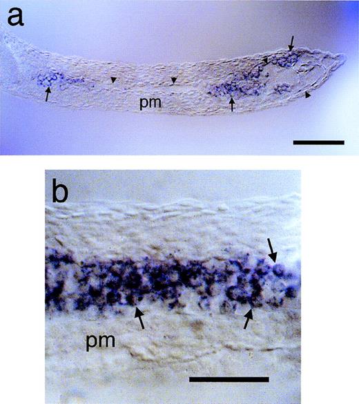 Fig. 4. Expression of jak2a in circulating erythroblasts. The expression of jak2a in circulating cells of the primitive wave of hematopoiesis was examined in thin sections of animals after the onset of circulation (26 hpf) after whole mount in situ hybridization. Preparations are oriented with anterior to the left. (a) Transverse section of trunk and tail at the level of the dorsal aorta. Arrowheads demarcate the extent of the vasculature, indicating the anterior dorsal aorta and the posterior vascular sinus.jak2a-positive cells are confined within the vasculature (arrows). (b) Higher magnification of transverse section of the caudal vein showing large, rounded jak2a-positive cells (arrows) within the vasculature. pm, paraxial mesoderm. Scale bars: for (a), 100 μm; for (b), 50 μm.