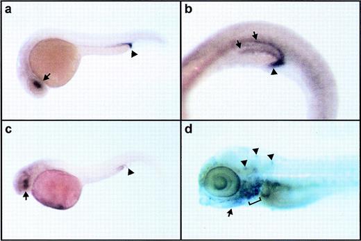 Fig. 5. jak2b expression in the developing zebrafish. The expression of jak2b in embryos at various developmental stages was examined by whole mount in situ hybridization. All embryos and larvae are shown with anterior to the left and dorsal to the top of the frame. (a) 24 hpf embryo, lateral view showing detection of jak2b message restricted to the lens of the eye (arrow) and in the nephritic ducts (arrowhead). (b) 24 hpf embryo, ventro-lateral view at higher magnification, showing the region of the nephritic duct stained by the jak2b riboprobe. The bilaterally symmetric nephritic ducts are visible (arrows) as is the distal tip of the ducts at the proctodeum (arrowhead). (c) 48 hpf embryo, lateral view showing expression of jak2b persisting in the lens of the eye (arrow) and decreasing from earlier levels in the nephritic ducts (arrowhead). (d) 8 dpf larva, lateral view at higher magnification, indicating detection of a low level ofjak2b message in elements of the jaw (arrow), in the developing gills (bracket), and in the anterior lateral line (arrowheads). Expression of jak2b in the posterior lateral line is evident, but is not shown in this figure.