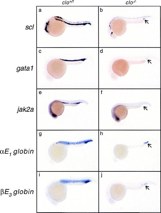 Fig. 6. Comparison of scl, gata1, jak2a,e1 globin, and βe3 globinexpression in cloche mutant embryos. Clutches of embryos derived from heterozygous clo parents were raised for 24 hours and assayed for the expression of various hematopoietic and erythroid marker genes: scl (a and b); gata1 (c and d);jak2a (e and f); e1 globin (g and h); and βe3 globin (i and j). Embryos are displayed in a lateral position with anterior to the left and dorsal to the top of each panel. Approximately three quarters of the embryos in a given clutch had the wild-type expression pattern of the gene in question (a, c, e, g, and i); note the prominent staining of the ICM. Approximately one quarter of the embryos in a given clutch showed a near or total absence of all hematopoietic marker gene expression in the ICM (b, d, f, h, and j); presumably, these are clo homozygotes. In approximately one half of mutant embryos, from 5 to 10 cells in the ICM express thescl, gata1, e1 globin, and βe3 globin marker genes (arrow in b, d, h, and j). No jak2aexpression was observed in this area in any mutant embryo (f), ie, an embryo also lacking jak2a expression in the rostral part of the anterior ICM.