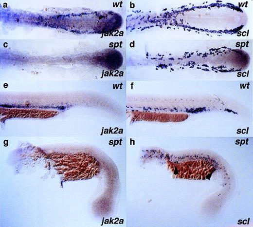 Fig. 7. Expression of jak2a is perturbed in embryos with mutation in the spadetail gene. Clutches of embryos derived from heterozygous spt parents were raised for 14 and 24 hours and assayed for the expression of stem cell and erythroid marker genesscl (b, d, f, and h) and jak2a (a, c, e, and g), respectively. The spt mutant can be unambiguously scored at the developmental stages presented here by the loss of trunk somites; embryos shown in (c), (d), (g), and (h) are spt homozygotes. Note the loss of jak2a staining at all stages in thespt mutant embryos. Embryos in (a) through (d) are dissected and flat mounted, with the anterior to the left; all other embryos (e) through (h) are displayed in a lateral position with anterior to the left and dorsal to the top of each panel.