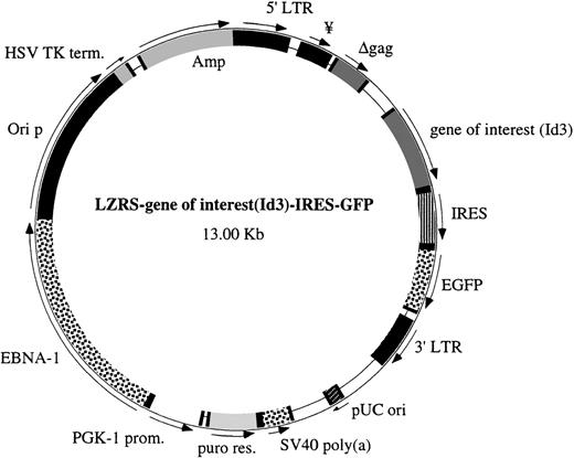 Fig. 1. Structure of the LZRS IRES-GFP vector. The important features of this vector are the polylinker upstream of the IRES sequence to insert the different genes of interest and the selection marker GFP downstream of the IRES sequence. The LZRS vector contains a puromycin resistance gene and the EBNA-1 nuclear retention sequence outside the LTRs.