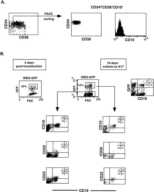Fig. 3. Retroviral transduction of CD34+CD38−CD10− FL cells does not affect their capacity to develop along the B-cell lineage. The CD34+CD38−CD10− FL population was isolated (A), transduced with virus harboring the IRES-GFP sequence, and cultured for 18 days on a stromal cell monolayer (B). Cell suspensions were stained with the indicated Tricolor- and PE-labeled antibodies and analyzed on a FACScan. Isotype-matched control antibodies were used in all experiments.