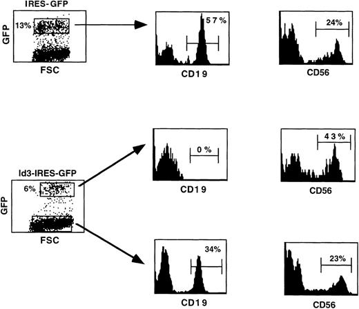 Fig. 6. Both Id3− and Id3+ FL cells recovered after culture on S17 stroma retain the capacity to develop into NK cells. Cells harvested after coculture of transduced FL cells on a monolayer of S17 stroma were further cultured in a cytokine combination consisting of Flt-3L, IL-7, and IL-15. Ten days later, cell suspensions were analyzed by flow cytometry for cell surface expression of CD19 and CD56 antigens. The markers were set to exclude greater than 98% of cells stained with irrelevant control antibodies.