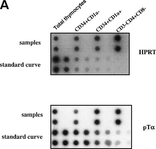 Fig. 7. Expression levels pre-T mRNAs in subsets of thymic precursors. Total RNA was isolated from sorted CD34+CD1a−, CD34+CD1a+, and CD4 ISP human thymic subpopulations (> 99% pure upon reanalysis) and analyzed for the levels of pT mRNA expression by semiquantitative RT-PCR as described in Materials and Methods (A). mRNA levels were compared with HPRT expression and calculated in arbitrary units. Standard curves were established by simultaneous amplification of 2-fold dilutions of cDNA prepared from RNA isolated from total thymus. PCR product of standard curves and samples were dot-blotted in duplicate onto nylon filters and hybridized with end-labeled oligo nucleotides shown on the right-hand site of the figure. (B) Measurement of the cpm/dot values was performed with a phosphoimager. Standard curves were calculated in which the first point of the curve, containing the highest amount of cDNA, was set arbitrarily to 1,000 U. Values of the samples were calculated in units. The ratios of (pT)/(HPRT) were determined and visualized in the bar graph.