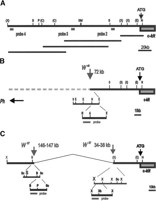 Fig. 1. Schematic representation of W/Kit upstream region: (A) Restriction map of Kit upstream region. Sites for the restriction enzymes Not1 (N), EcoR1 (E), XbaI (X),SalI (S), MluI (M), ClaI (C ),PmeI (P), HindIII (H), AccI (A), Sac1 (Sc), BamH1 (B), PstI (Ps) are indicated. Sites for restriction enzymes determined for the entire region are shown without brackets. Sites for enzymes for which only a partial map exists are indicated with brackets. Scale in kilobases is shown. The relative position and size of overlapping P1 clones used to establish this restriction map is shown below. (B) Scheme used for the determination of the Wsh breakpoint. The relative position of probes used is indicated. A 0.9 kbHindIII-AccI fragment located at −72 kb was used to identify Wsh breakpoint. (C) Schematic of the identification of the W57deletion endpoints located −34 to −38 kb and −146 to −147 kb upstream of the Kit transcription start site. The 0.6 kbBamH1-PstI and the 0.8 kb Xbal-Xhol probes used for the identification of the 5′ and the 3′, respectively, deletion endpoints are indicated.