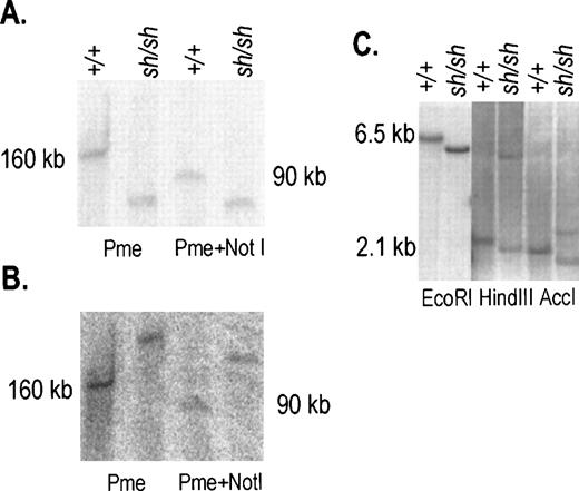 Fig. 2. Characterization of the 3′ inversion breakpoint inWsh/Wsh DNA. (A, B) DNA from spleen cells was prepared in agarose plugs, digested with the restriction enzymes PmeI and PmeI+Not1 and resolved by PFGE. The blot was hybridized sequentially with probes 2 and 3 (see Fig 1A), panels A and B, respectively. In +/+ DNA both probes identified same-size fragments. In contrast in Wsh DNA the two probes identified two different fragments. (C) Hybridization of a blot containing Wsh/Wsh and +/+ DNA digested with EcoR1, HindIII, and AccI and hybridized with the 0.9 kb HindIII-AccI probe (see Fig1B) corresponding to sequences at −72 kb identified fragments of distinct sizes in Wsh/Wsh. Size markers are indicated.