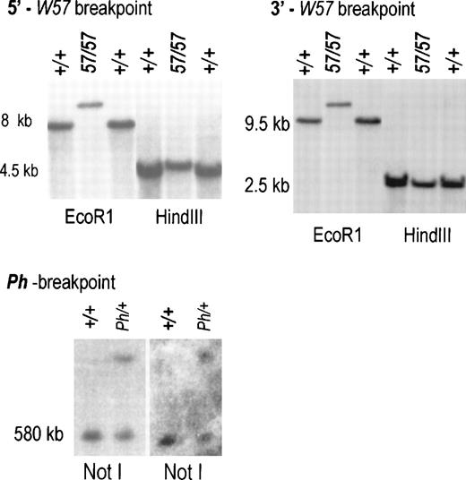 Fig. 3. Characterization of deletion endpoints inW57/W57 and Ph/+ DNA. (A) Blot hybridization using a 0.6 kb BamH1-PstI probe corresponding to sequences at −147 kb showed novel DNA fragments inW57 DNA digested with the restriction enzymesEcoR1 and HindIII (see Fig 1C). (B) Blot hybridization using a 0.8 kb XbaI-Xhol probe corresponding to sequences at −34 identified the same EcoRl fragment as theBamHl-Pstl probe (see Fig1C). PFGE analysis of high molecular weight DNA from +/+ and Ph/+ mice digested with Not1. Sequential hybridization with probes 2 and 4 (see Fig 1) is shown. Identical fragments were detected in Ph DNA with both probes. Size markers are indicated.