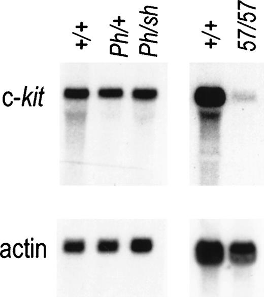 Fig. 4. Expression of Kit RNA in mast cells from +/+,Ph/+, Ph/Wsh, andW57/W57 mice. Total RNA prepared from bone marrow–derived mast cells was fractionated by gel electrophoresis and analyzed by blot hybridization. Total cellular RNA (10 mg) was used per lane and hybridization was performed with a Kit cDNA probe. Hybridization with an actin probe is shown below to indicate equal loading.