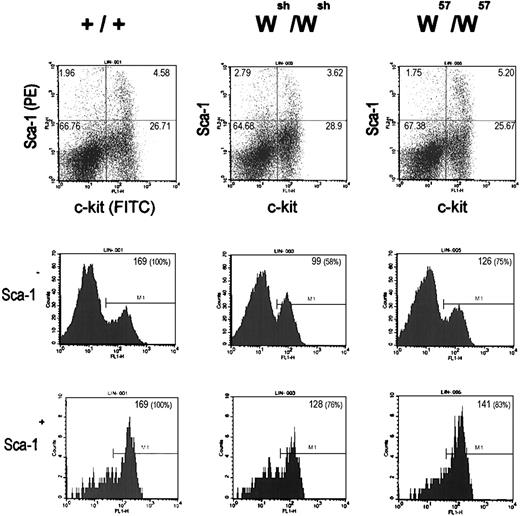 Fig. 5. Flow cytometric analysis of wild-type (+/+), Wsh/Wsh, andW57/W57 lin − bone marrow progenitor cells. Dot plots (top) displaying Sca-1 (PE) and Kit (FITC) surface expression of lin − bone marrow progenitor cells from +/+ (left),Wsh/Wsh (center), andW57/W57 (right) mice. The number in the top corner of quadrants indicates subpopulation percentages. Histograms show Kit (FITC) surface expression in the Sca-1 − fraction (middle) and the Sca-1+ fraction (bottom) of lin− bone marrow progenitor cells from +/+ (left), Wsh/Wsh (center), and W57/W57 (right) mice. The number in the top right corner of histogram boxes indicates mean fluorescence of the particular gate.