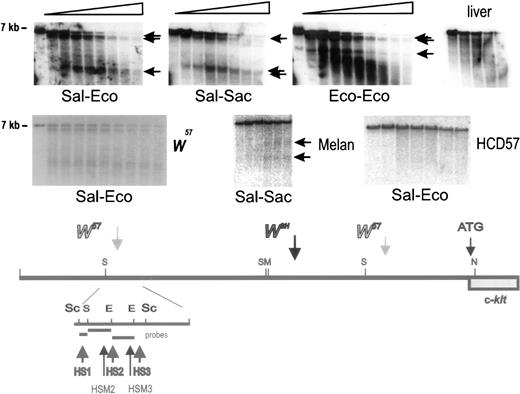 Fig. 6. Identification of DNase I hypersensitivity site cluster at −147 −154 kb in upstream Kit region. Nuclei were prepared from +/+ BMMC, HCD57 cells, melan-a cells and liver, and digested with DNaseI for increasing periods of time. Subsequently, DNA was restricted with Sac1, fractionated by electrophoresis and analyzed by blot hybridization using different probes. The Sal-Eco, Sal-Sac, and Eco-Eco hybridization probes derived from a Sac1 restriction fragment at −147 −154 kb detected a cluster of hypersensitive sites in mast cells (BMMC) and two sites in melan-a cells in the vicinity of the 5′W57 breakpoint. DNA from liver nuclei contained no hypersensitive sites in this region. Size markers are indicated. A schematic representation of the hypersensitive sites in the distal Kit promoter region around −147 −154 kb is shown below.