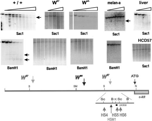 Fig. 7. Identification of DNase I hypersensitive sites at −23 −28 kb in the upstream Kit region. Nuclei were prepared from +/+,Wsh/Wsh andW57/W57 BMMC and from Kit expressing HCD57 and melan-a cells and liver, and digested with DnaseI. DNA was restricted with the restriction enzymes Sac1 and BamH1 (as indicated), fractionated by electrophoresis, and analyzed by blot hybridization. A Kpnl-Alul probe detected one hypersensitive site in the Sac1 fragment located at −23 −28 kb in +/+ BMMC, near the 3′ W57 deletion endpoint. No hypersensitive site was detected in DNA from W57and Wsh BMMC and from liver nuclei. The same Kpnl-Alul probe detected two hypersensitive sites in theBamHl fragment located at −21 −25 in +/+ that were absent in W57 BMMC. Whereas in DNA from melan-a cells HS4-6 were absent, a new hypersensitive site HSM1 was detected. Horizontal arrows identify sub-bands generated by hypersensitive sites. Size markers are indicated. A schematic representation of the hypersensitive sites in the distal Kit promoter region around −21 to −28 kb is shown below.