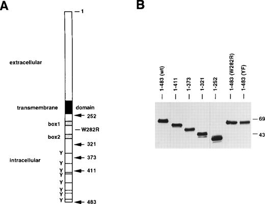Fig. 1. Schematic diagram of EPO-R variants and their level of expression in 32D cells. (A) Stick figure of the murine EPO-R depicting the various truncated EPO-R isoforms generated (arrows). 1-483 represents the wild-type EPO-R (lacking the signal peptide). The dark box represents the transmembrane domain. The gray boxes represent Box1 and Box2 domains. Specific point mutations constructed are designated. EPO-R(YF) is a full-length EPO-R in which all 8 intracellular (cytoplasmic) tyrosine residues (Y) were changed to phenylalanines. The positions of the tyrosine residues (horizontal line) relative to the sites of truncation are shown. TM, transmembrane domain. (B) Immunoblot analysis of detergent soluble extracts from 32D clones containing the various EPO-R isoforms. All lanes were loaded with a detergent soluble extract from 7.5 × 105 cells. A polyclonal rabbit antisera against the extracellular N-terminal peptide of the murine EPO-R was used. Molecular mass standards (in kilodaltons) are depicted on the right.