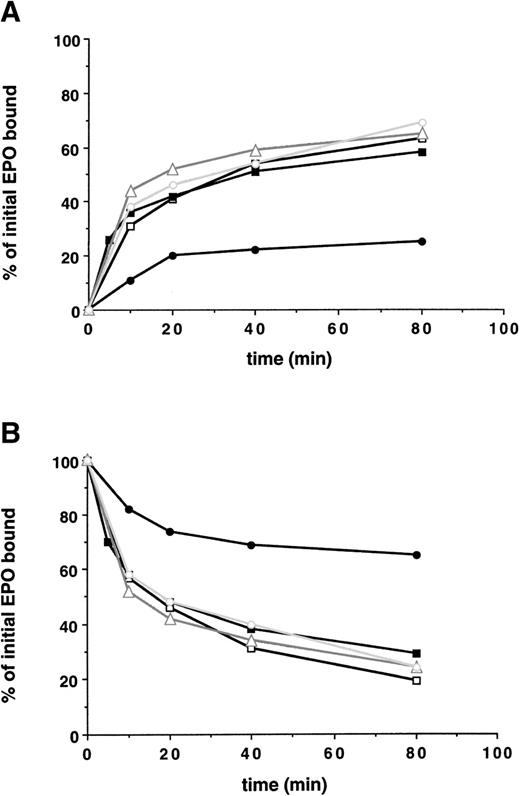 Fig. 3. A membrane-proximal 69 amino acid domain of the EPO-R cytoplasmic tail is the minimal domain required for internalization of EPO and receptor downregulation. 125I-EPO internalization studies. (A) The percentage of total bound counts at time 0 that were internalized. (B) The percentage of total bound counts at time 0 that remained surface bound. Standard deviations for each point were within 10% of the value plotted and are not shown. At each time point, the summation of internalized EPO, surface-bound EPO, and counts in the medium equaled the amount of 125I-EPO bound at time 0. Internalization studies were performed on 2 clones for each EPO-R isoform and were performed 2 times for each clone. Data presented are from a single representative clone of each. (□) Wild-type EPO-R(1-483); (▪) EPO-R(1-411); (▵) EPO-R(1-373); (○) EPO-R(1-321); and (•) EPO-R(1-252).