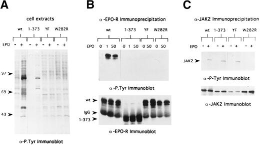 Fig. 6. EPO-R and JAK2 tyrosine phosphorylation in 32D cells containing variants of the EPO-R. (A) Cells were washed in RPMI and placed in OptiMEM (GIBCO) in the absence of serum and growth factors. After 6 hours, cells were stimulated with 50 U/mL EPO (+) for 7 minutes or were not stimulated (−). Cell extracts from 7.5 × 105 cells were separated by 8% SDS-PAGE under reducing conditions and transferred to Hybond membranes, and immunoblotting was performed with antiphosphotyrosine antibodies. Lanes 1 and 2, 32D.EPO-R(1-483), wild-type cells; lanes 3 and 4, 32D.EPO-R(1-373) cells; lanes 5 and 6, 32D.EPO-R(YF) cells; and lanes 7 and 8, 32D.EPO-R(W282R) cells. Molecular mass standards (in kilodaltons) are on the left. (B) Cell extracts from starved cells (0 EPO) or cells stimulated with 1 U/mL EPO or 50 U/mL EPO were immunoprecipitated with antisera against the N-terminal peptide of the murine EPO-R. Bound products were washed and separated by 8% SDS-PAGE under reducing conditions and transferred to Hybond membranes, and immunoblotting was performed with antiphosphotyrosine antibodies (upper panel). The blot was then stripped and reprobed with antisera against the EPO-R (lower panel); arrowheads on the left indicate the position of wild-type (wt) EPO-R, EPO-R(W282R) and EPO-R(YF), IgG, and EPO-R(1-373), respectively. Lanes 1 through 3, 32D.EPO-R(1-483) wt cells; lanes 4 through 6, 32D.EPO-R(1-373) cells; lanes 7 and 8, 32D.EPO-R(YF) cells; and lanes 9 and 10, 32D.EPO-R(W282R) cells. (C) Cell extracts from starved cells (−) or cells stimulated with 50 U/mL EPO (+) were immunoprecipitated with antisera against JAK2. Bound products separated by 8% SDS-PAGE under reducing conditions and transferred to Hybond membranes, and immunoblotting was performed with antiphosphotyrosine antibodies (upper panel); the arrowhead on the left identifies the position of JAK2. The blot was then stripped and reprobed with antisera against JAK2 (lower panel). Lanes 1 and 2, 32D.EPO-R(1-483) wt cells; lanes 3 and 4, 32D.EPO-R(1-373) cells; lanes 5 and 6, 32D.EPO-R(YF) cells; and lanes 7 and 8, 32D.EPO-R(W282R) cells.