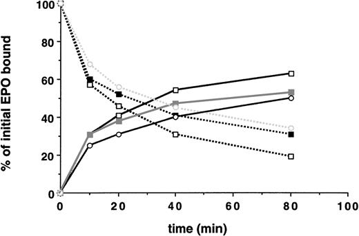 Fig. 7. Neither EPO-induced activation of JAK2 tyrosine kinase nor tyrosine phosphorylation of the EPO-R was required for EPO internalization and receptor downregulation. 125I-EPO internalization studies. Solid lines represent the percentage of total bound counts at time 0 that were internalized. Broken lines represent the percentage of total bound counts at time 0 that remained surface bound. Standard deviations for each point were within 10% of the value plotted and, thus, are not shown. Internalization studies were performed at least 3 times for each clone. Data presented are from a single representative clone of each. (□) Wild-type EPO-R(1-483); (▪) EPO-R(W282R); and (○) EPO-R(YF).