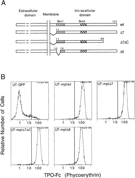 Fig. 1. Cell surface expression of wild-type and mutant c-mpl on UT-7. (A) Schematic representation of c-mplwt and deletion mutants. (B) UT-mplwt, UT-mpl▵7, UT-mpl▵7▵C, and UT-mpl▵8 cells express similar levels of receptor as detected by their ability to bind a TPO-Fc fusion protein (see Materials and Methods). No binding was detected on UT-7 cells infected with empty MCSV-pIRES-GFP virus (UT-GFP).