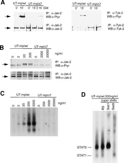 Fig. 4. C-mpl▵7 does not mediate Jak-STAT activation. (A) TPO stimulates tyrosine phosphorylation of Jak-2 and Tyk-2 in UT-mplwt but not in UT-mpl▵7 cells. Growth factor-deprived cells were left untreated or were stimulated with TPO (200 ng/mL) or GM-CSF (50 ng/mL) for the indicated times and lysates were prepared. Jak-2 and Tyk-2 were immunoprecipitated with anti–Jak-2 or anti–Tyk-2 antiserum, respectively, and subsequently immunoblotted with antiphosphotyrosine antibodies. Membranes were stripped and reprobed with anti-Jak2 or anti-Tyk-2 antiserum to confirm equal loading of protein in all lanes. (B) Tyrosine phosphorylation of Jak-2 in response to increasing TPO concentrations. Whereas phosphorylation of Jak-2 in UT-mplwt cells was detectable after stimulation with 2 ng/mL, Jak-2 phosphorylation in UT-mpl▵7 cells was undetectable even at 20 μg/mL. (C) GAS-binding activity was detected in UT-mplwt but not in UT-mpl▵7 cells. Growth factor-deprived cells were left untreated or were stimulated with the indicated TPO concentrations for 15 minutes. Cell extracts were prepared and analyzed by EMSA using the IRF-1 GAS probe. (D) The identity of the GAS-binding complexes in UT-mplwt cells (200 ng/mL) was examined by supershift assays with antibodies specific for STAT1 and STAT5 (STAT5a and 5b antibodies were pooled). IP, immunoprecipitation; WB, Western blot; RS, control rabbit serum.