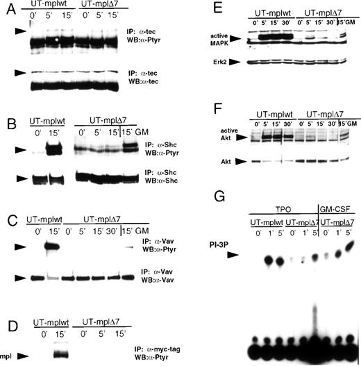 Fig. 5. Effect of TPO stimulation on Tec, Shc, Vav, the receptor itself, MAPK, Akt, and PI 3-K. Growth factor-deprived UT-mplwt and UT-mpl▵7 cells were either left untreated or were stimulated with TPO (200 ng/mL) or GM-CSF (50 ng/mL) for the indicated times and cell extracts were prepared. Immunoprecipitations were performed with antibodies to Tec (A), Shc (B), Vav (C), and myc (D), and the immunoprecipitates were blotted with antiphosphotyrosine antibodies (A through D). To confirm equal loading of protein, membranes were stripped and reprobed with the antibodies used for immunoprecipitations. (E and F) Cell lysates were immunoblotted with anti-active MAPK that recognizes the active forms of Erk-1 and Erk-2 (E) or anti-active Akt antibodies that recognize the phosphorylated form of Akt (F). Membranes were stripped and reprobed with anti-Erk2 and anti-Akt antibodies, respectively, to confirm equal protein loading. (G) PI 3-K activity was measured in antiphosphotyrosine immunoprecipitates. PI-3 P formation was visualized by TLC and subsequent autoradiography.