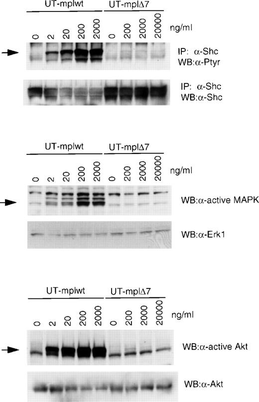 Fig. 6. Analysis of Shc, MAPK, and Akt phosphorylation in response to increasing TPO concentrations. UT-mplwt and UT-mpl▵7 cells were stimulated for 15 minutes (Shc) or 5 minutes (MAPK and Akt) with the indicated TPO conentrations, and phosphorylation of Shc, MAPK, and Akt was analyzed as described in the legend of Fig 5.