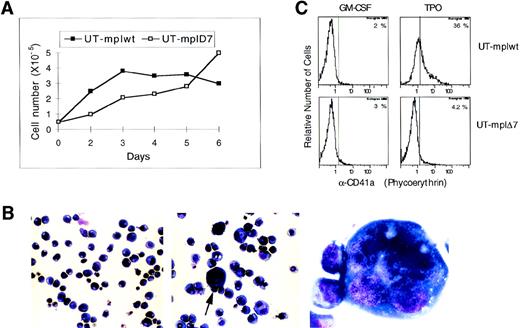 Fig. 3. Analysis of TPO-induced differentiation in UT-mplwt and UT-mpl▵7. (A) Cells (0.5 × 105) were cultured in TPO (25 ng/mL) for 6 days and the cell number was counted on the indicated days. (B) Cells cultured in TPO for 6 days were cytocentrifuged on glass slides and stained with May-Grunewald-Giemsa stain. UT-mplwt cells (middle panel: original magnification × 200, arrow indicates cells shown in right panel at original magnification × 600) show an increase in cell size and cell adherence and some cells become polyploid (right panel), whereas UT-mpl▵7 cells (left panel) look identical to cells cultured in GM-CSF (not shown). (C) Surface expression of CD41a was analyzed on UT-mplwt and UT-mpl▵7 cells after 6 days in TPO or GM-CSF by flow cytometry.